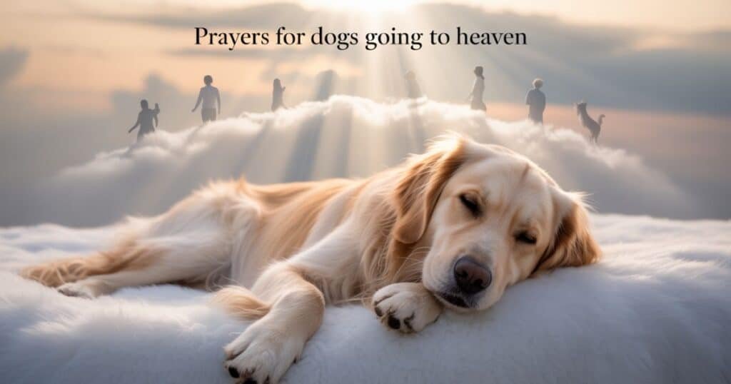 Prayers For Dogs Going To Heaven